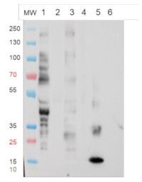 Xylose in the group Antibodies Plant/Algal  / Carbohydrates at Agrisera AB (Antibodies for research) (AS07 267)
